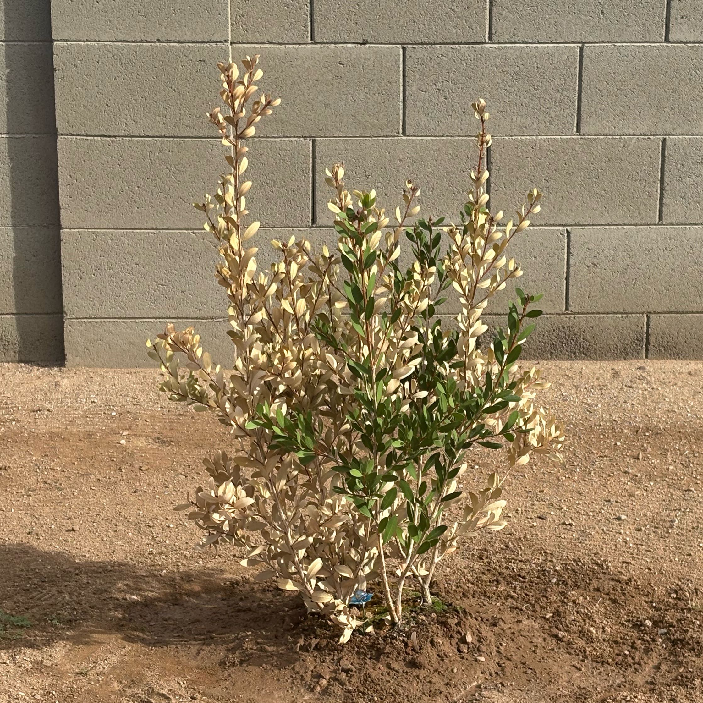 Photo of the plant species Callistemon 'Neon Pink' by @UnflaggingSalsa named Marley on Greg, the plant care app