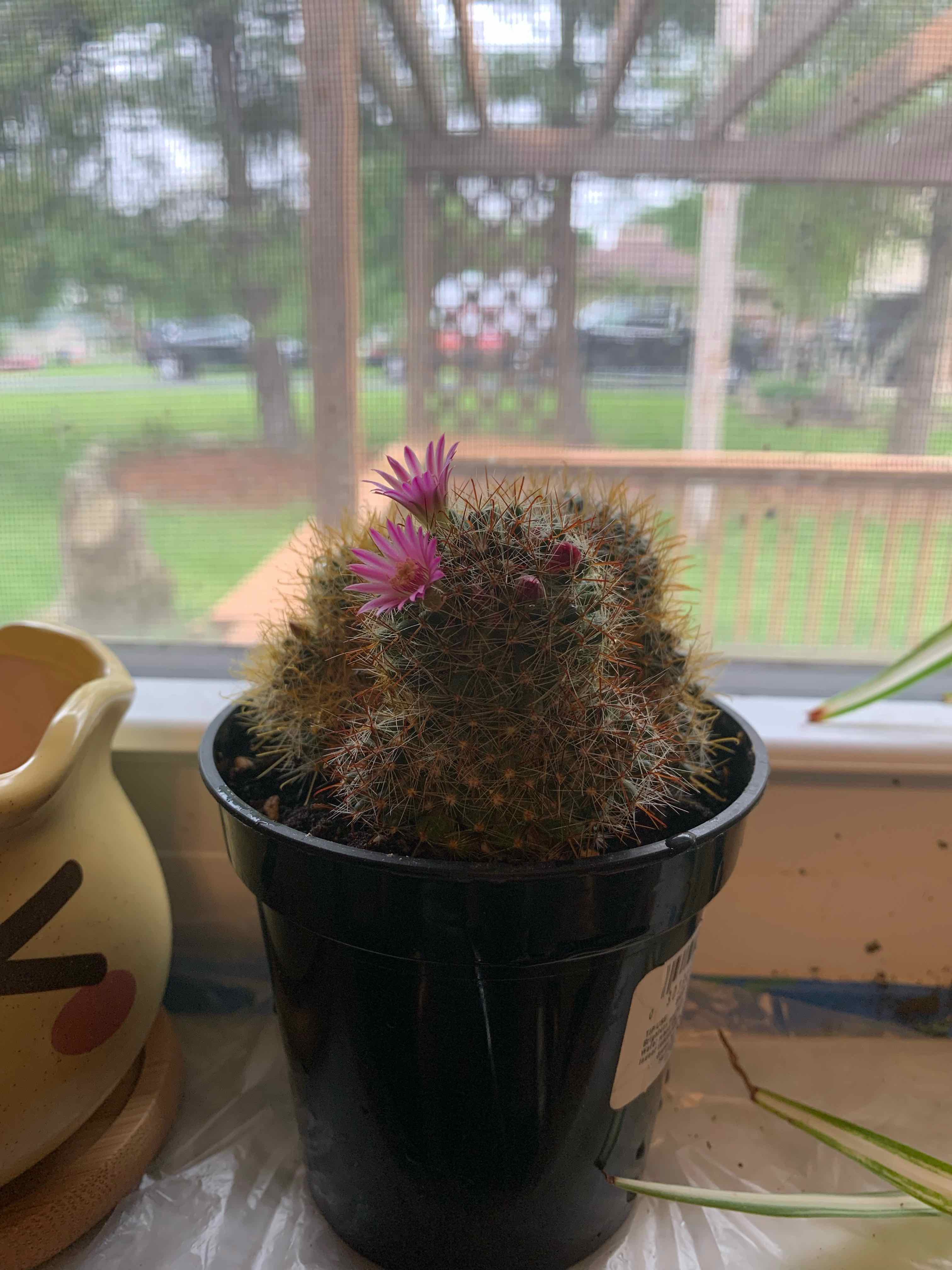 Simpson Hedgehog Cactus plant photo by @Thotticus named Augustus on Greg, the plant care app.