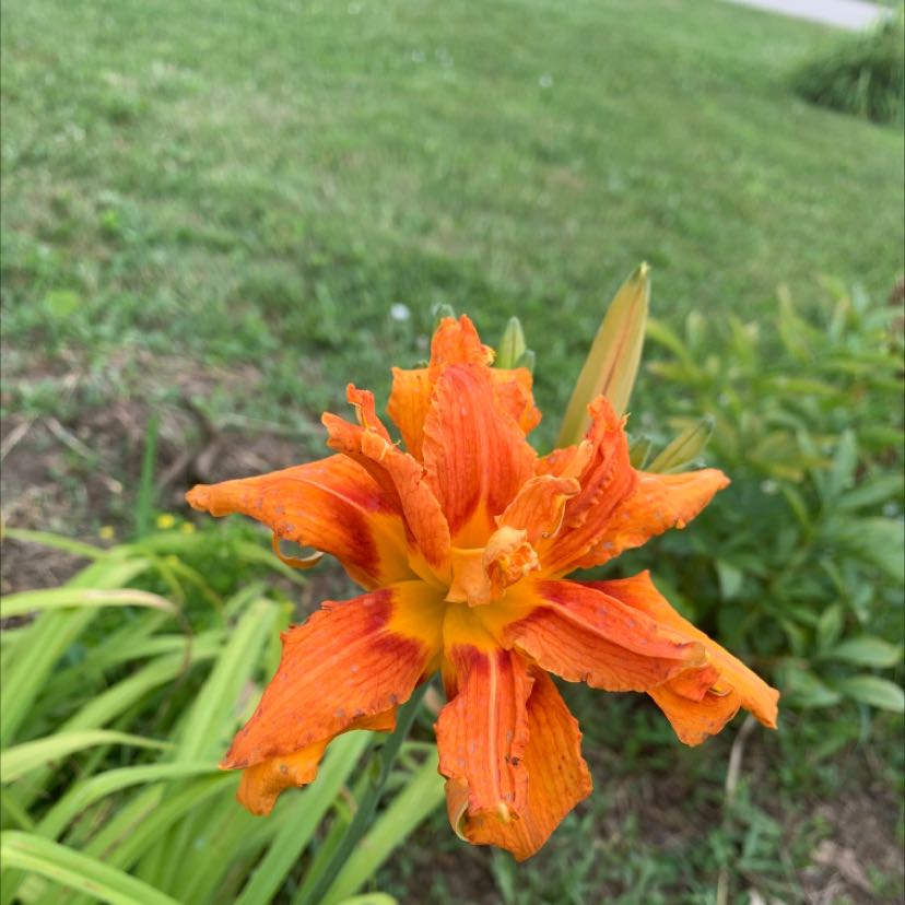Orange Daylily with vibrant orange petals and a yellow center in a garden setting.