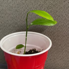 Photo of the plant species Meyer Lemon Tree by @SageHoyafitchii named Zeus on Greg, the plant care app