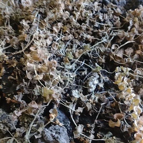 Photo of the plant species Wall Germander by @TopTricolor87 named Xena on Greg, the plant care app
