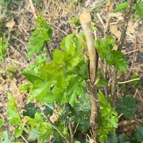Photo of the plant species White Mulberry by @IntegralGinger named Curie on Greg, the plant care app
