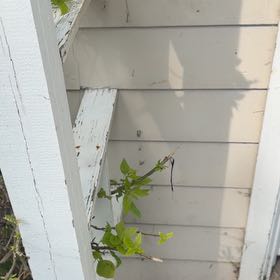 Photo of the plant species Bittersweet by @IntegralGinger named Peter Parker on Greg, the plant care app