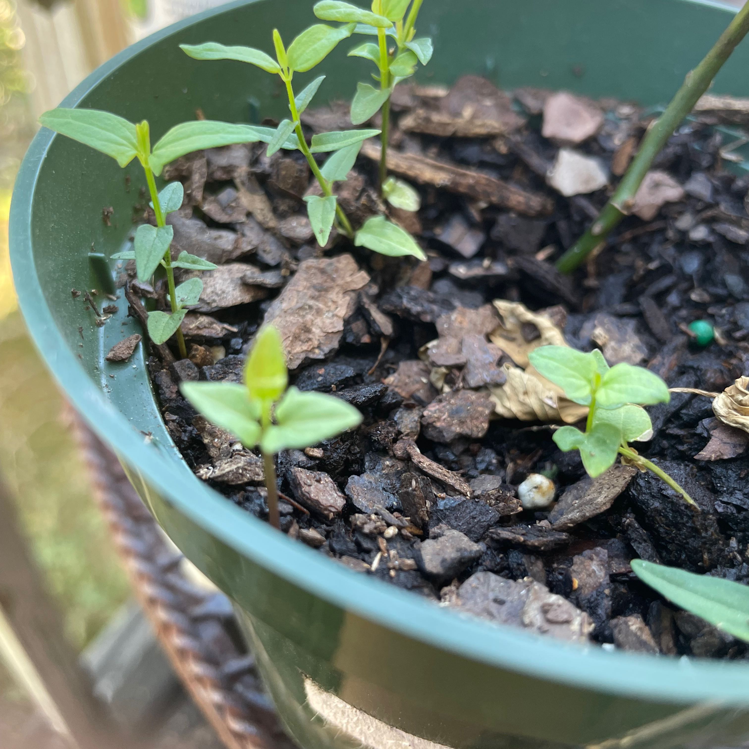 Photo of the plant species South American Skullcap by @tomeitoez named Pushin P on Greg, the plant care app