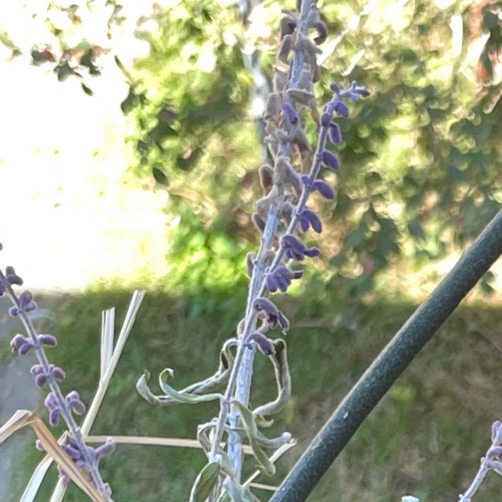 Photo of the plant species Garden lavender by @tomeitoez named Your plant on Greg, the plant care app