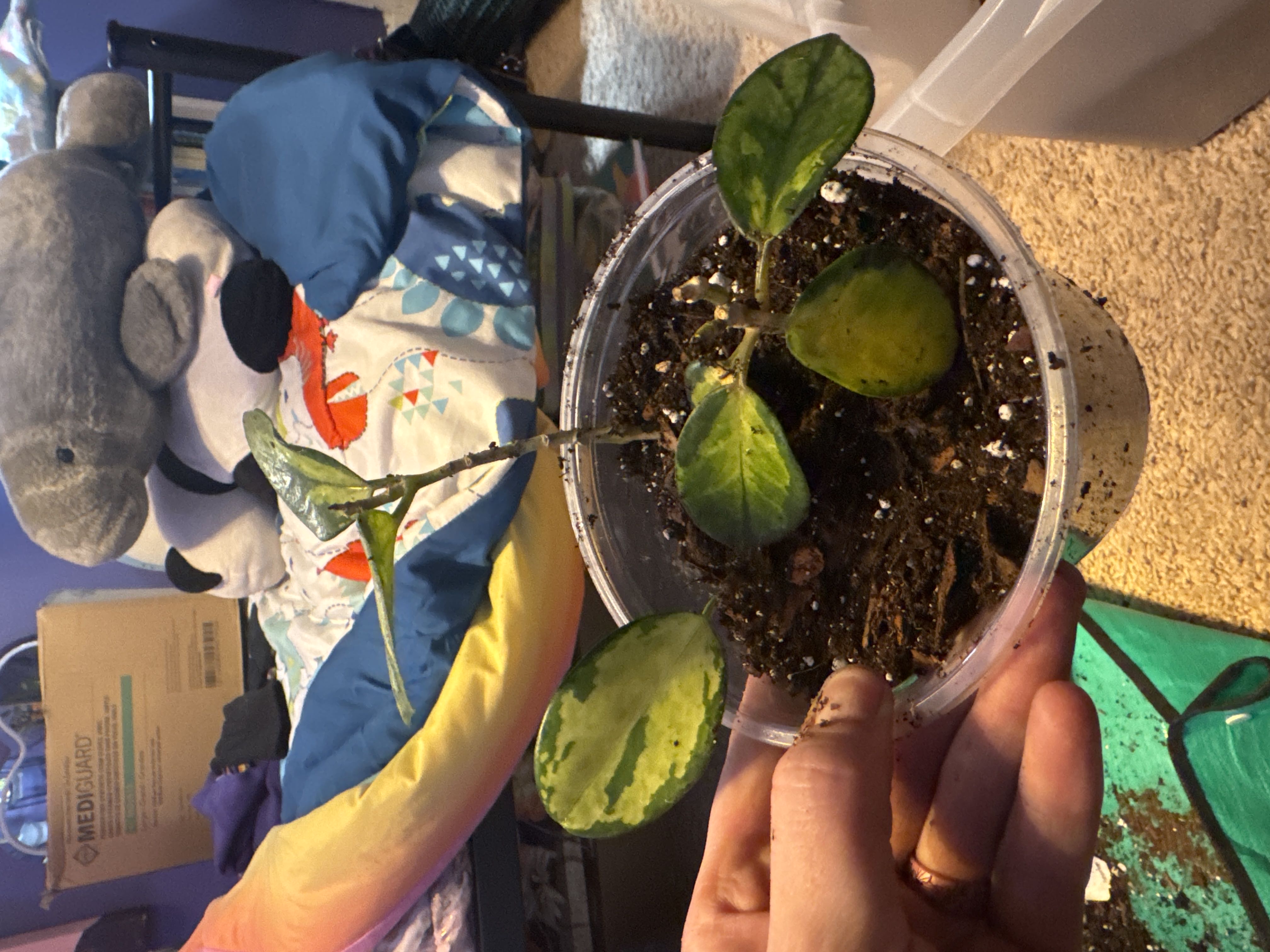 Photo from the post