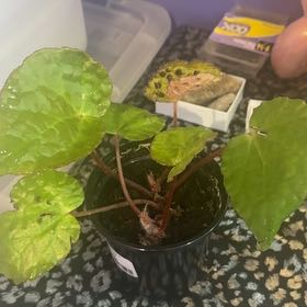Photo of the plant species Begonia Ferox by @LiteratePurei named Mini me on Greg, the plant care app