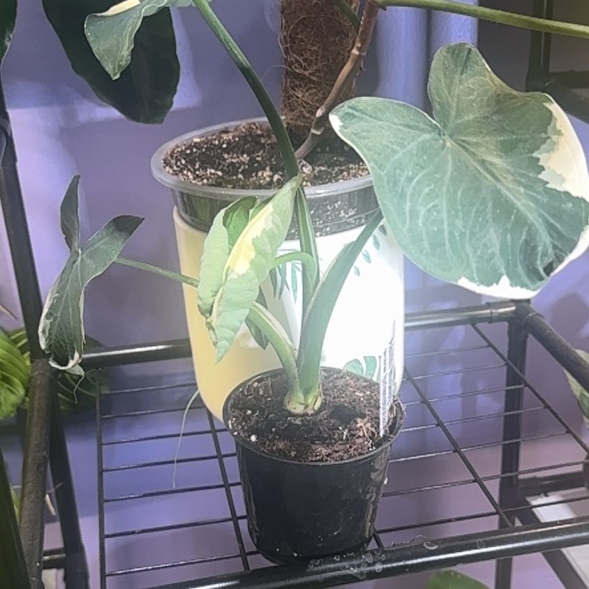Photo of the plant species Mickey Mouse Alocasia by @LiteratePurei named Mighty Mouse on Greg, the plant care app