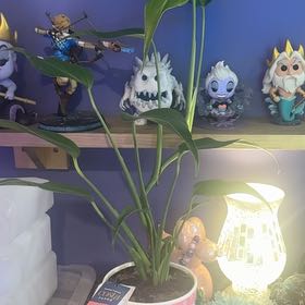 Photo of the plant species Burle Marx Flame Monstera by @LiteratePurei named Walter on Greg, the plant care app