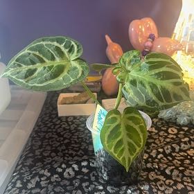 Photo of the plant species Silver Blush by @LiteratePurei named Cheeks on Greg, the plant care app