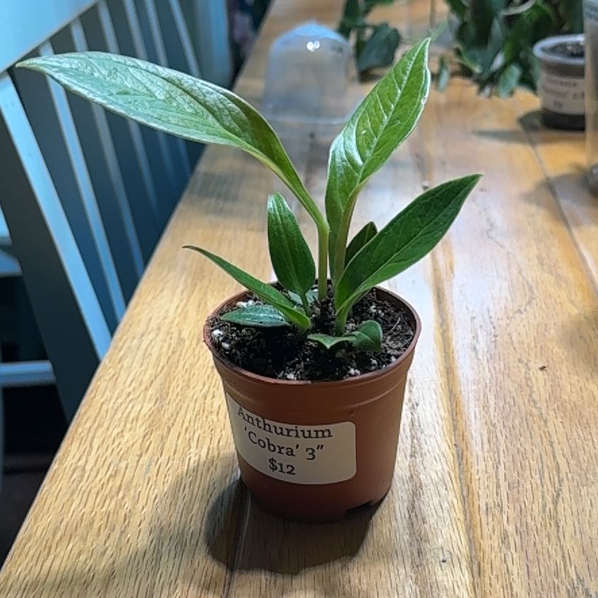 Photo of the plant species Anthurium Cobra by @LiteratePurei named Sir Hiss on Greg, the plant care app