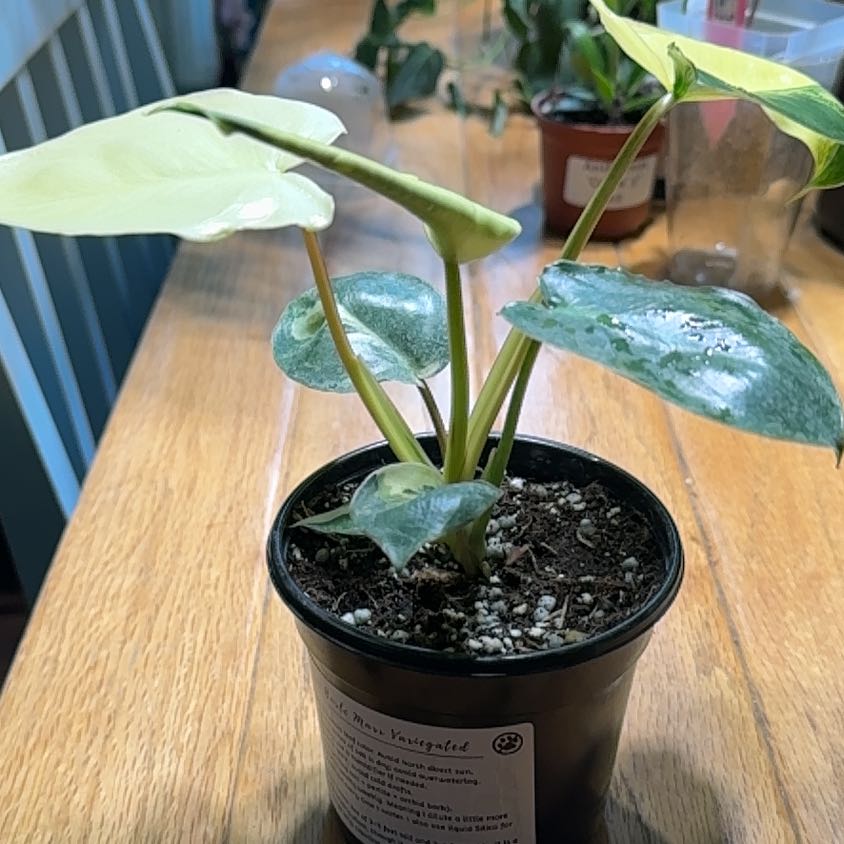 Photo of the plant species Variegated Burle Marx Philodendron by @LiteratePurei named Surya on Greg, the plant care app