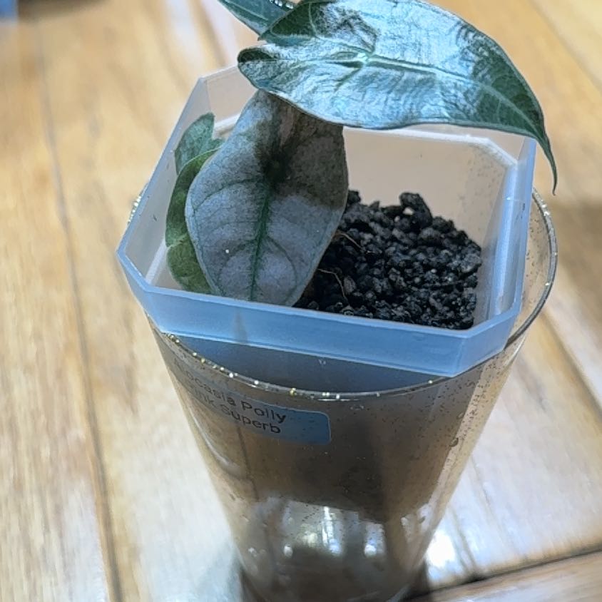Photo of the plant species Alocasia Amazonica Pink Polly by @LiteratePurei named Irina on Greg, the plant care app