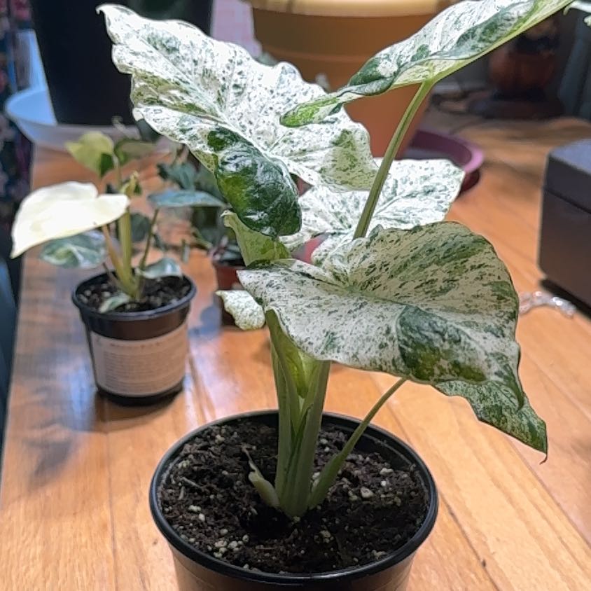 Photo of the plant species Blizzard Elephant Ear by @LiteratePurei named Livia on Greg, the plant care app