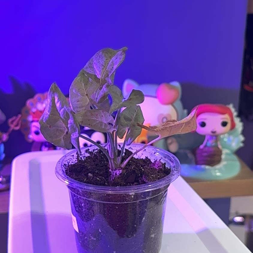 Photo of the plant species Milk Confetti Syngonium by @LiteratePurei named Birthday girl on Greg, the plant care app