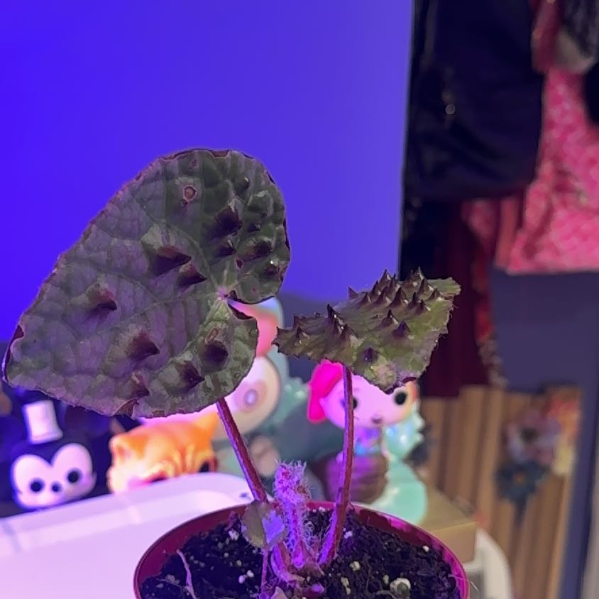 Photo of the plant species Begonia Ferox by @LiteratePurei named Captain Plant-it on Greg, the plant care app