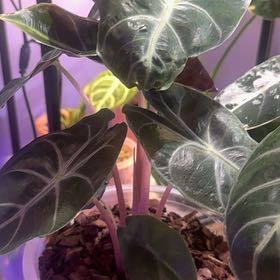 Photo of the plant species Pink Dragon Alocasia by @LiteratePurei named Kardashian on Greg, the plant care app