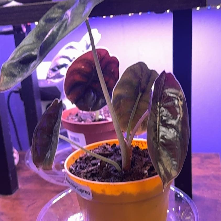 Photo of the plant species Alocasia Cuprea by @LiteratePurei named Marley on Greg, the plant care app