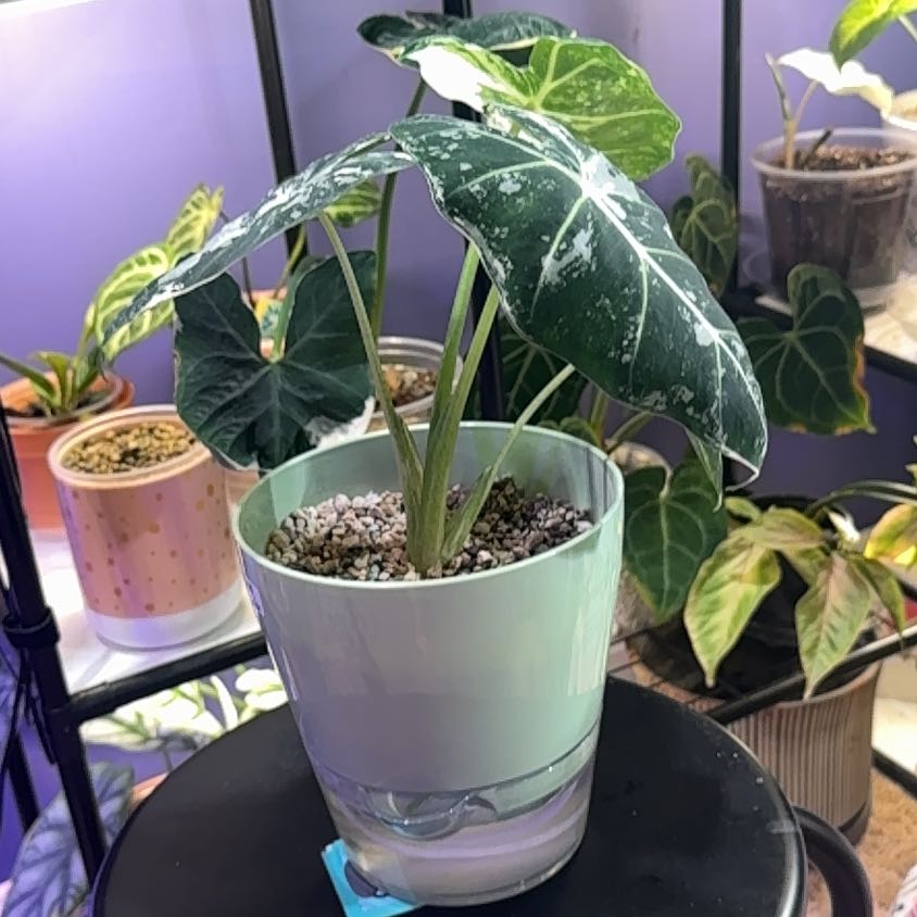Photo of the plant species Variegated Frydek by @LiteratePurei named Starina on Greg, the plant care app