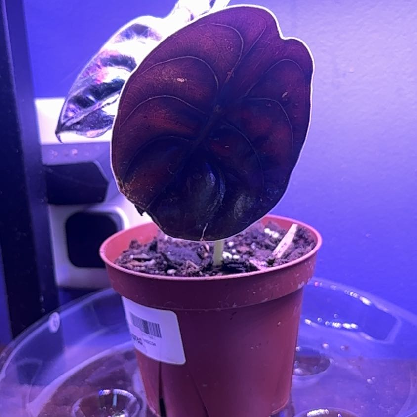 Photo of the plant species Alocasia Cuprea by @LiteratePurei named Adriana on Greg, the plant care app
