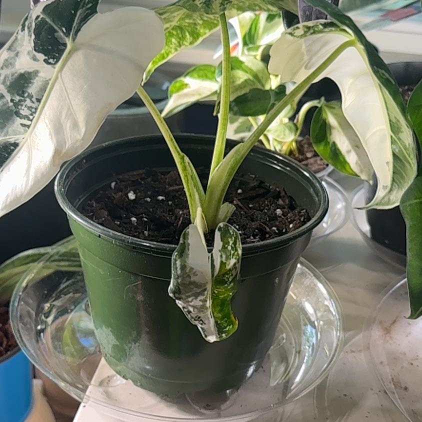 Photo of the plant species Variegated Frydek by @LiteratePurei named Freya on Greg, the plant care app