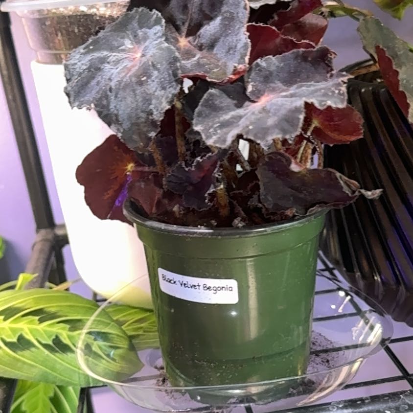Photo of the plant species Black Velvet Begonia by @LiteratePurei named Morticia on Greg, the plant care app