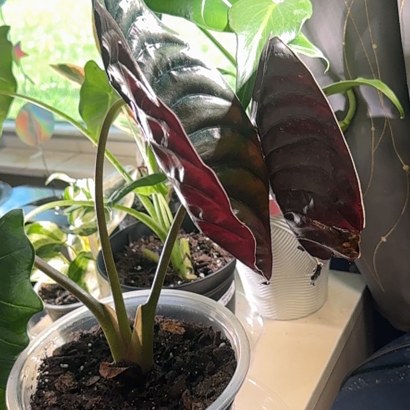 Photo of the plant species Alocasia Cuprea by @LiteratePurei named Henrietta on Greg, the plant care app
