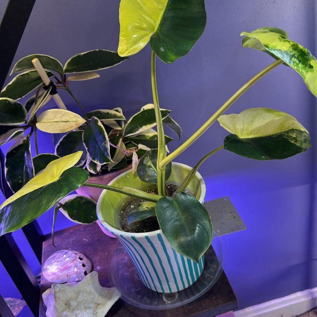 Photo of the plant species Variegated Burle Marx Philodendron by @LiteratePurei named Diana on Greg, the plant care app