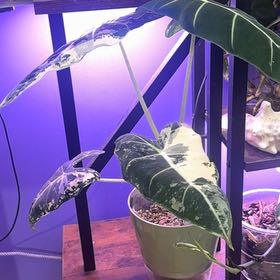 Photo of the plant species Variegated Frydek by @LiteratePurei named Xena on Greg, the plant care app
