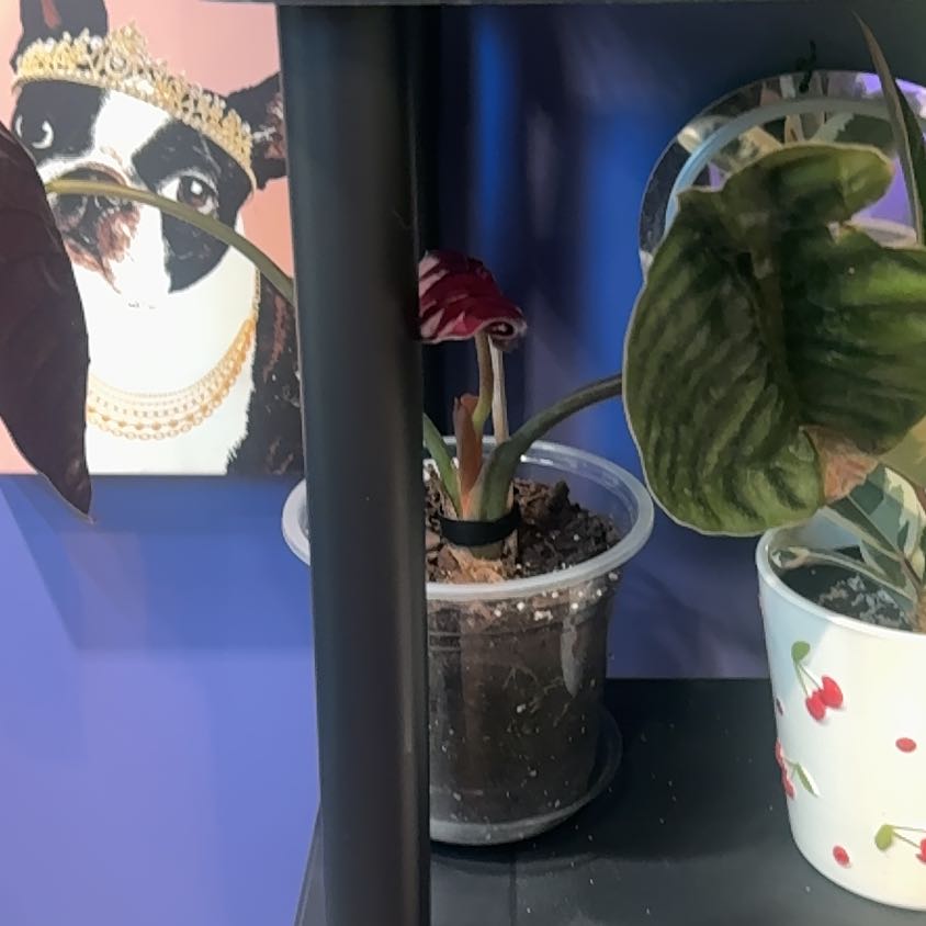 Photo of the plant species Alocasia Cuprea by @LiteratePurei named Kendall on Greg, the plant care app