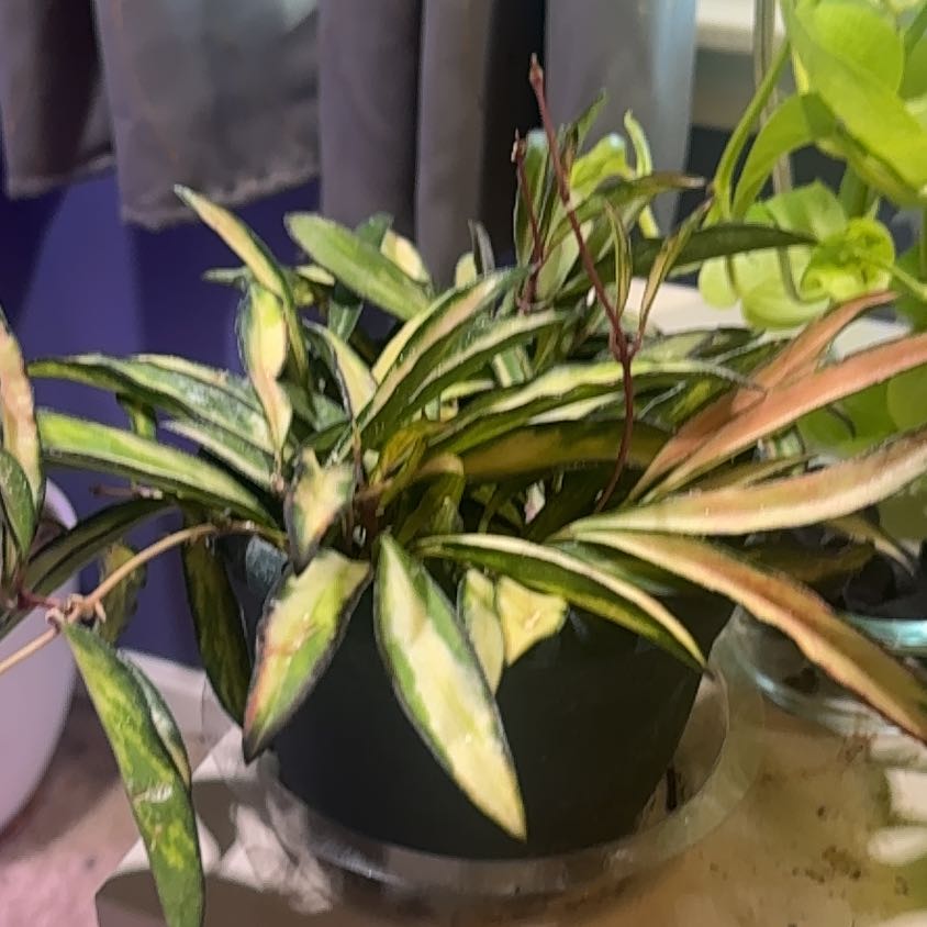Photo of the plant species Hoya 'Wayetii Tricolor' by @LiteratePurei named Osmo on Greg, the plant care app