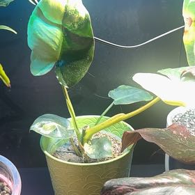 Photo of the plant species Variegated Burle Marx Philodendron by @LiteratePurei named Shakira on Greg, the plant care app