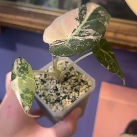Photo of the plant species Alocasia Pink Black Velvet by @LiteratePurei named Spike Leaves on Greg, the plant care app