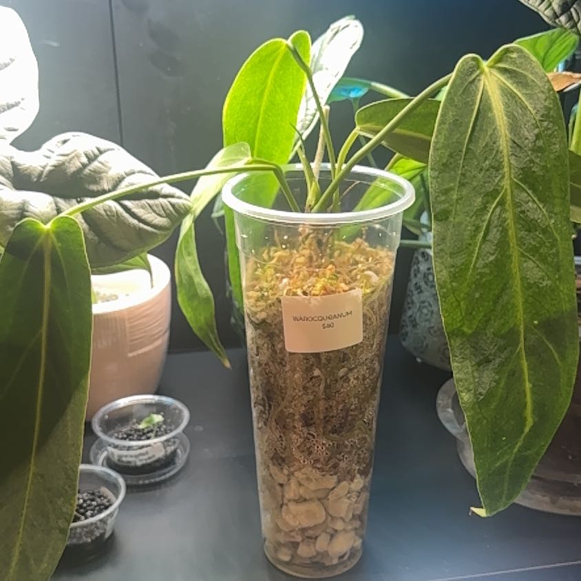Photo of the plant species Anthurium warocqueanum by @LiteratePurei named Elowen on Greg, the plant care app