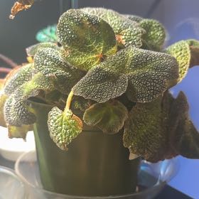 Photo of the plant species Sun-Changing Begonia by @LiteratePurei named Sahara on Greg, the plant care app