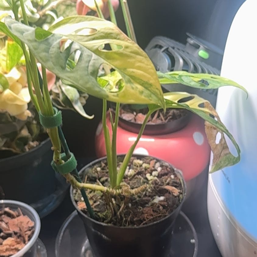Photo of the plant species Monstera Adonsonii by @LiteratePurei named Fernie Mercury on Greg, the plant care app