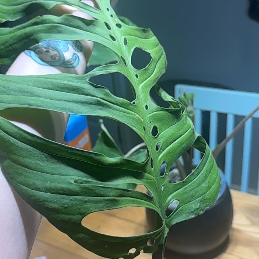 Photo of the plant species Monstera esqueleto by @LiteratePurei named Gregarious on Greg, the plant care app