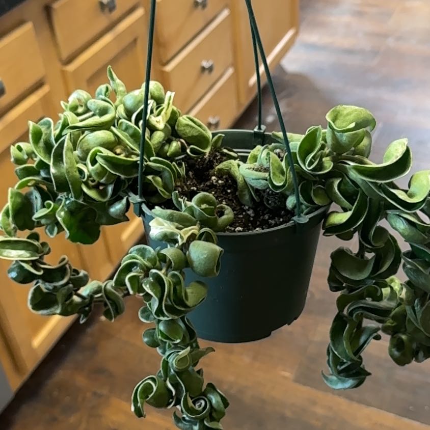 Photo of the plant species Variegated Hoya carnosa 'Compacta' by @LiteratePurei named Austen on Greg, the plant care app