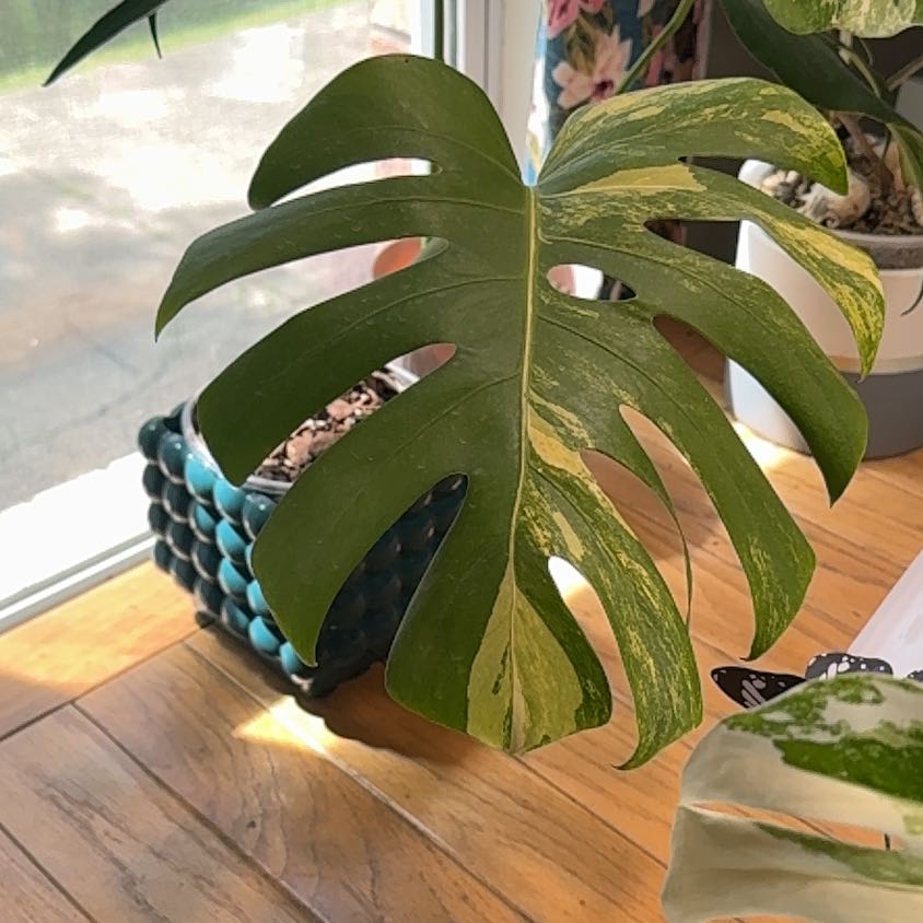 Photo of the plant species yellow variegated monstera by @LiteratePurei named Gates on Greg, the plant care app