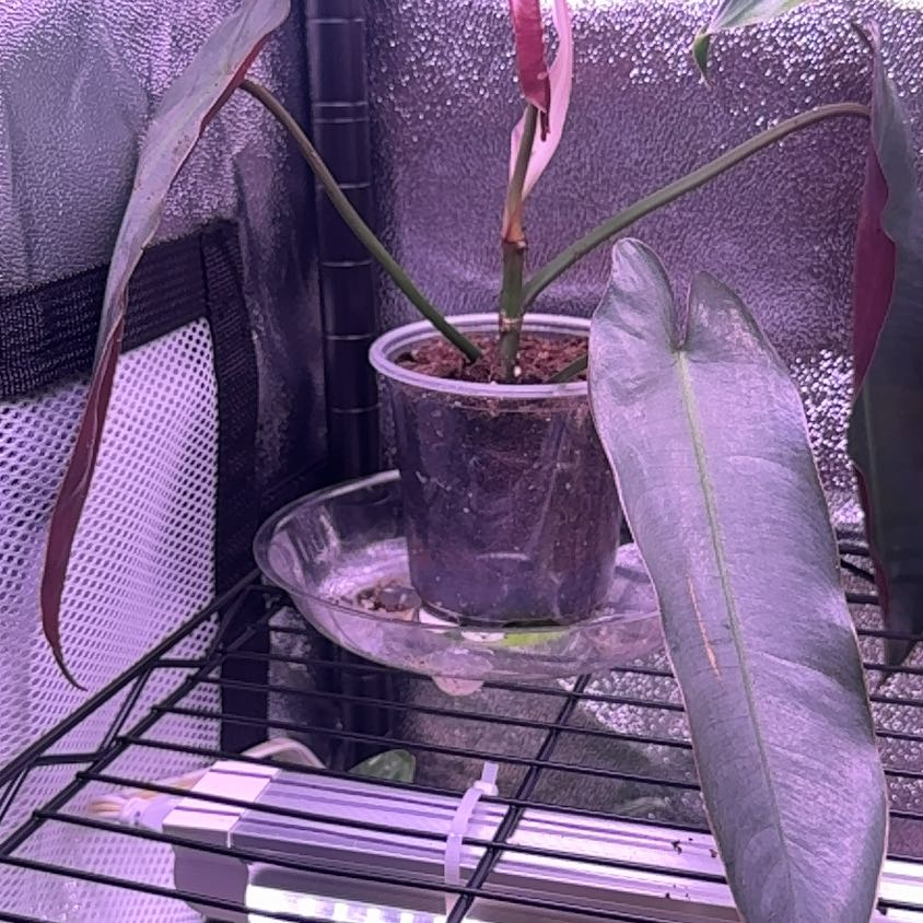Photo of the plant species Bloody Mary Philodendron by @LiteratePurei named Terra on Greg, the plant care app
