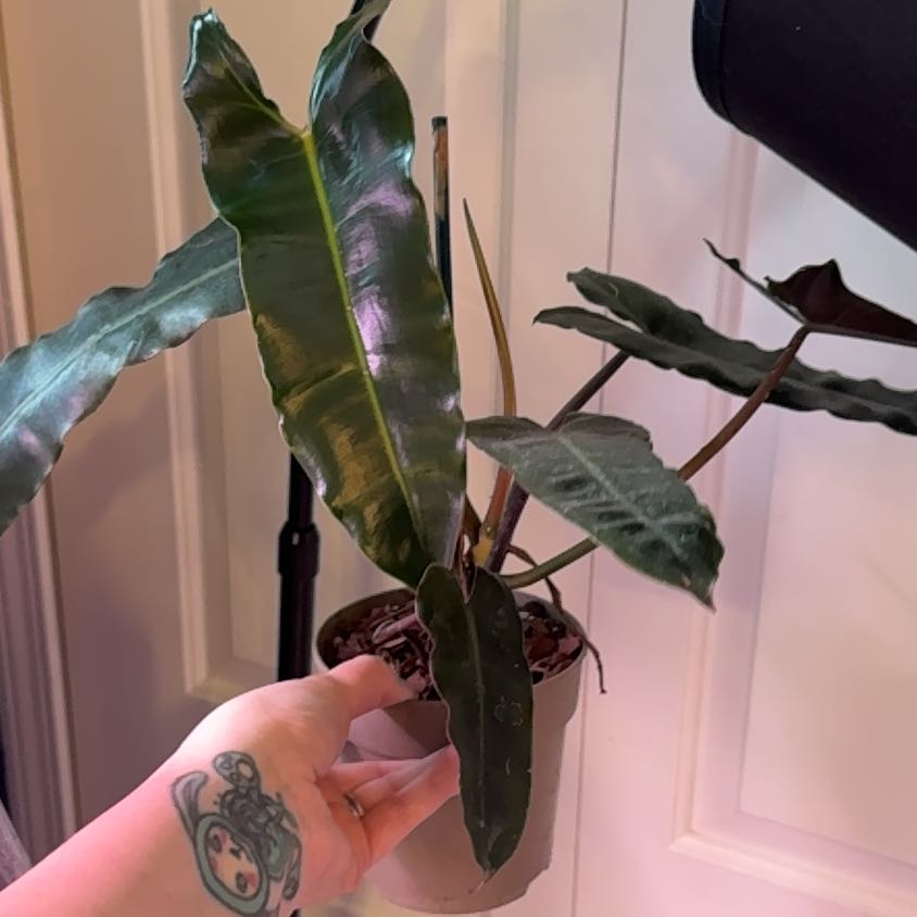 Photo of the plant species Philodendron atabapoense by @LiteratePurei named Drake on Greg, the plant care app