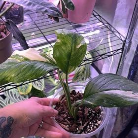 Photo of the plant species Monstera lechleriana 'Variegata' by @LiteratePurei named Navajo on Greg, the plant care app