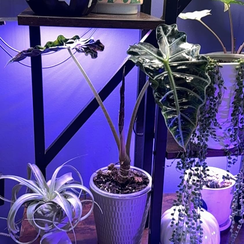 Photo of the plant species Alocasoia Amazonica 'Polly' by @LiteratePurei named Spike Leaves on Greg, the plant care app