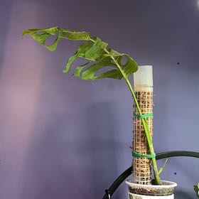 Photo of the plant species Monstera esqueleto by @LiteratePurei named Kobe on Greg, the plant care app