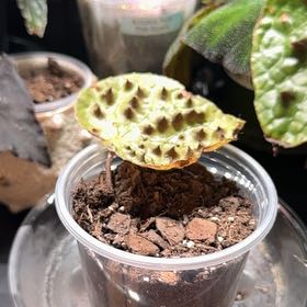 Photo of the plant species Begonia Ferox by @LiteratePurei named Dolores on Greg, the plant care app