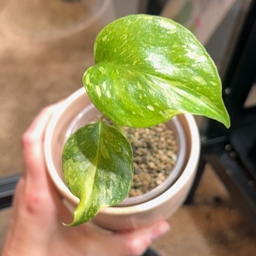 Photo of the plant species Monstera Electrolyte by @LiteratePurei named Bigleef Smalls on Greg, the plant care app