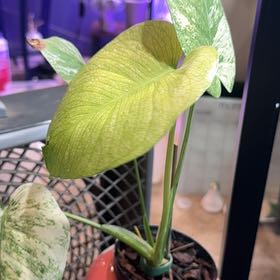 Photo of the plant species Monstera 'White Monster' by @LiteratePurei named Bodhi on Greg, the plant care app