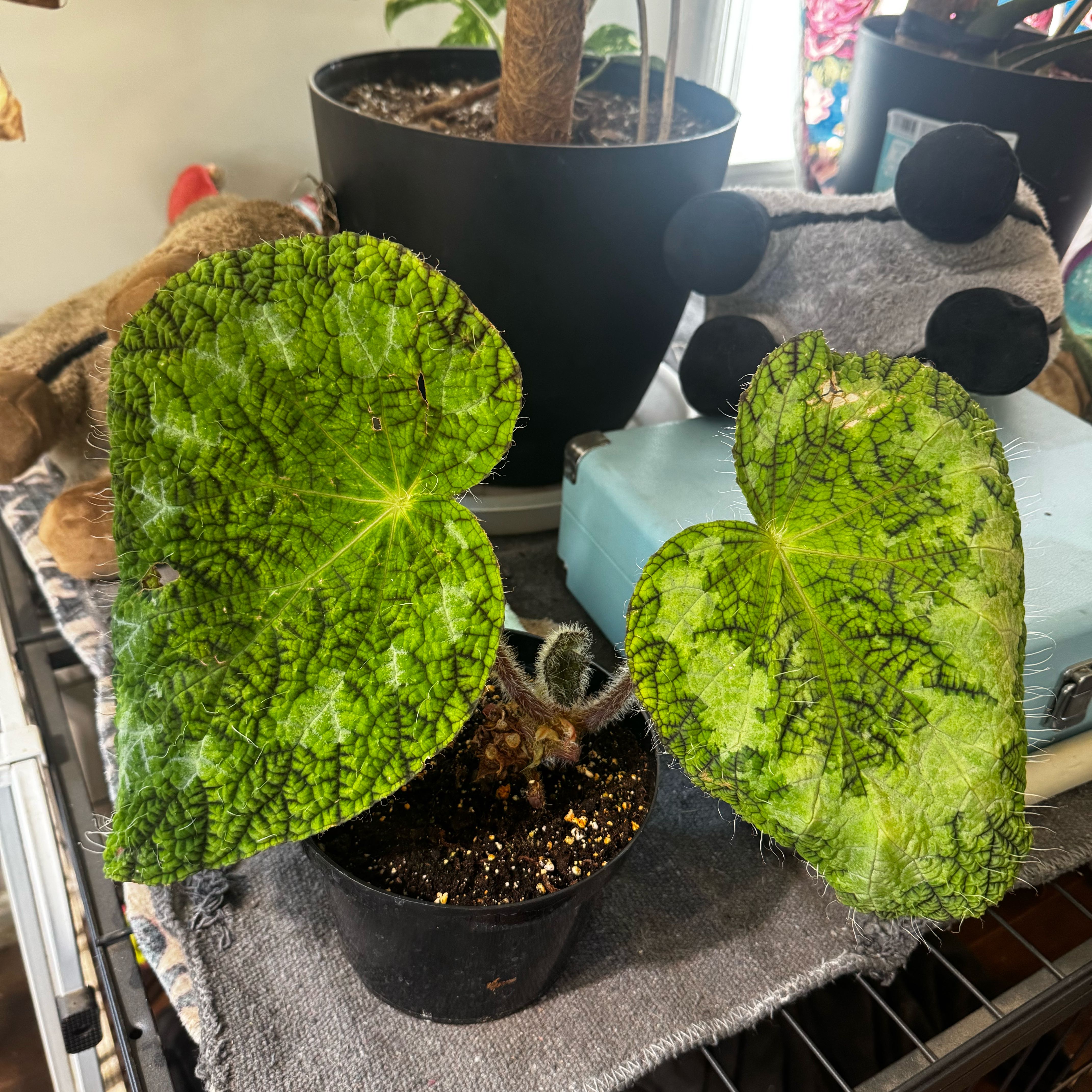 Photo of the plant species Begonia sizemoreae by @LiteratePurei named Andre the Giant on Greg, the plant care app