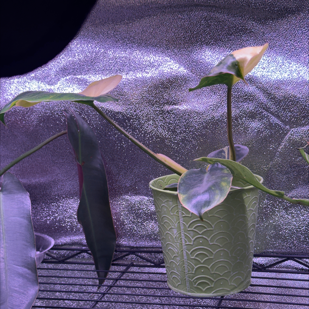 Photo of the plant species Variegated Burle Marx Philodendron by @LiteratePurei named Surya on Greg, the plant care app