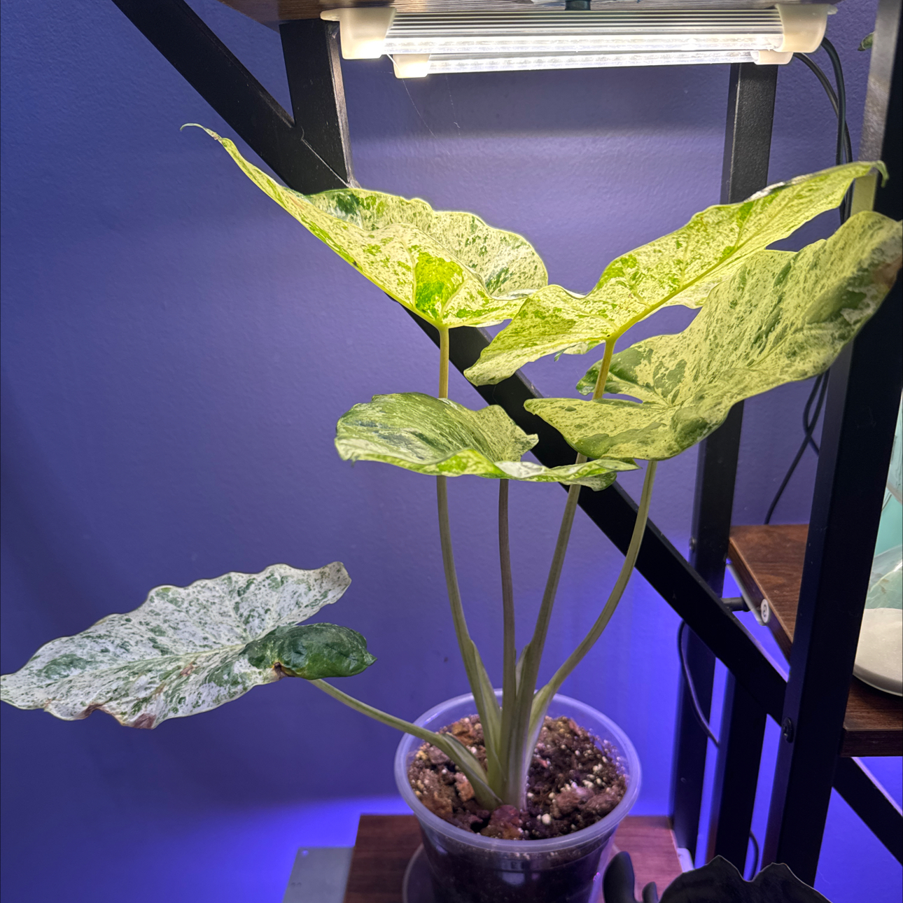Photo of the plant species Blizzard Elephant Ear by @LiteratePurei named Livia on Greg, the plant care app